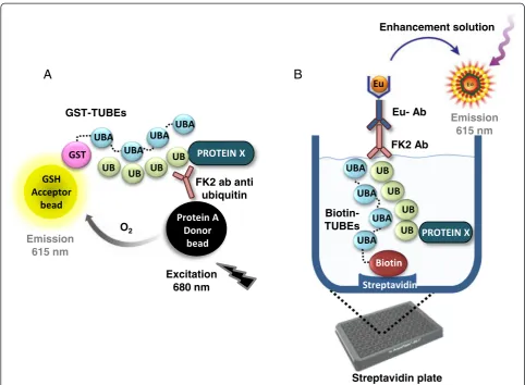 Figure 2 Schematic representation of the developed assayscell lysates captured by the TUBEs ubiquitin traps are then immunodetected by the anti-ubiquitin FK2 mouse antibody which is recognized by asecondary antimouse antibody labeled with europium