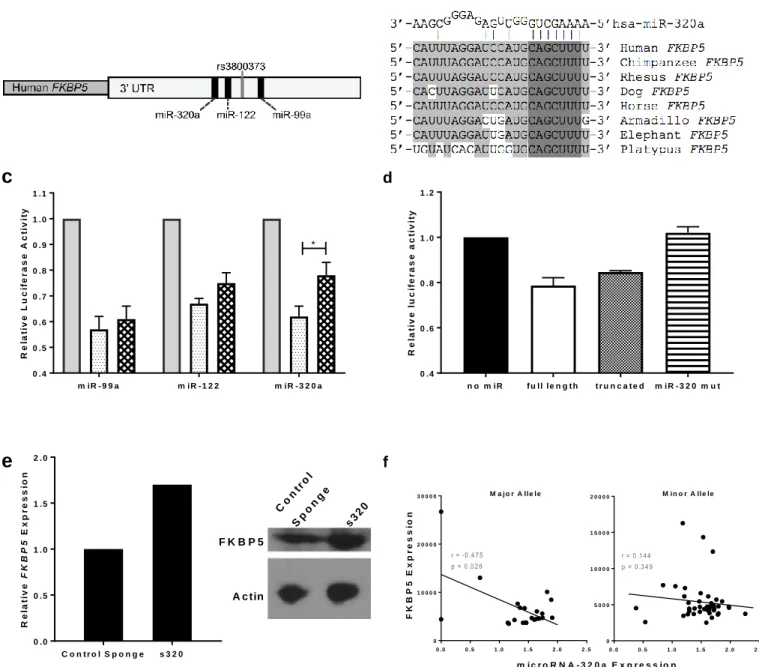 Figure 2. miR-320a (1) binds the FKBP5 3’UTR in an allele dependent manner and (2) alters FKBP5  expression levels in vivo