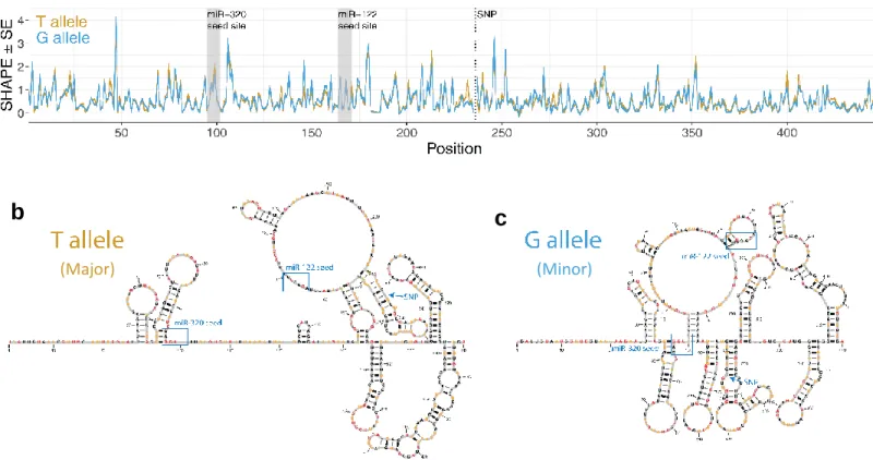Figure 3.  In silico data from RNAsnp show that the predicted FKBP5 3’UTR mRNA secondary  structure is different depending on the identity of the allele at rs3800373 (a)
