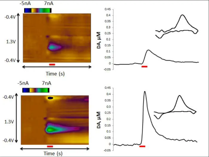 Figure 3. Representative color plots (left) and current vs. time traces (right) from a virgin female  (top) and postpartum dam (bottom)