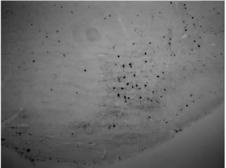 Figure 4. Staining in the nucleus accumbens and surrounding structures using a 1:1230  concentration of primary antibody