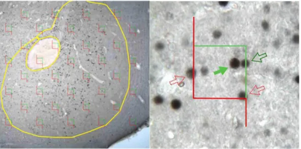Figure 2B. No difference was shown in threshold or max response between PAE and non- non-exposed control mice following administration of cocaine