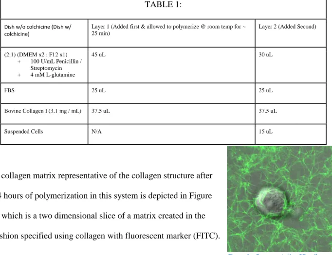 Figure 1 – Representative 3D collagen  matrix generated using a two layer  polymerization technique labeled  using FITC collagen  