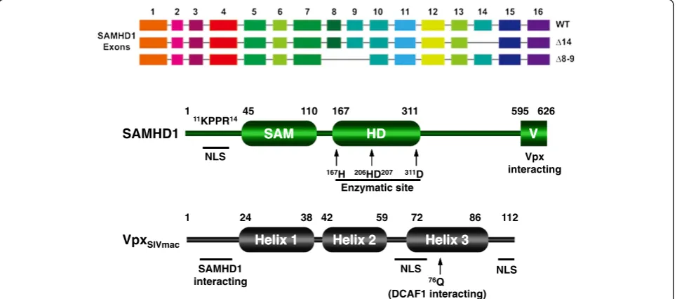 Figure 6 Schematic illustration of Vpx protein from SIVmac and human SAMHD1 protein.indicated
