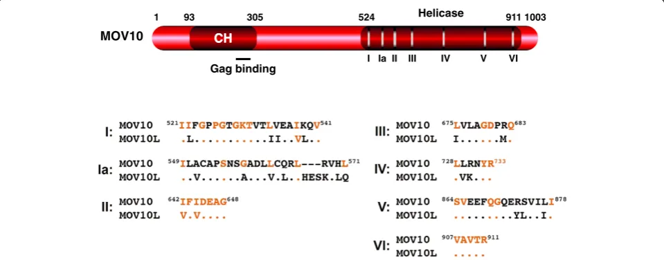 Figure 7 Schematic illustration of human MOV10 protein. Numbers indicate amino acid positions