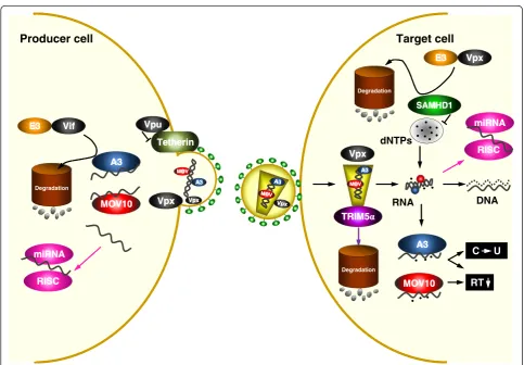 Figure 1 Schematic illustration of the action of host restriction factors during primate lentivirus replication