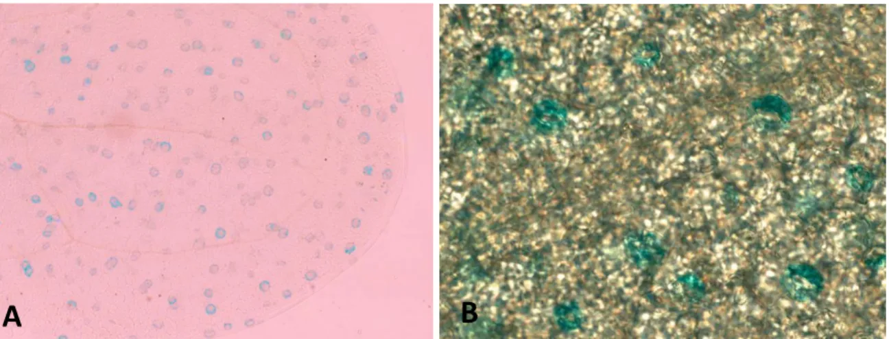 Figure 2: Representative images showing X-Gluc staining SAUR56:Gus localization in guard cells  at (A) 10x and (B) 40x magnifications