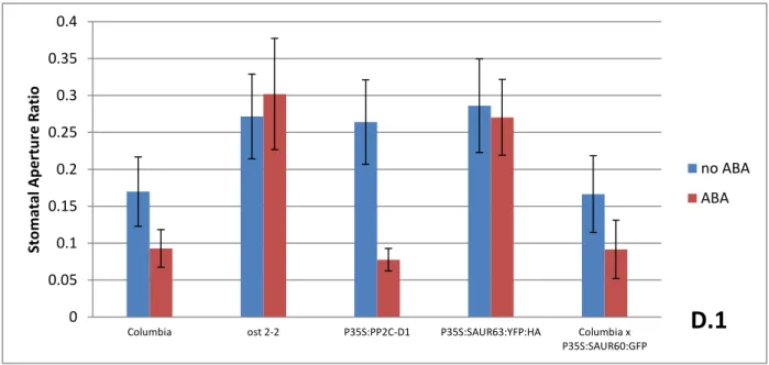 Figure 4D: (D.1) Stomatal Aperture Ratio measurements of indicated genotypes in:  presence of  ABA, Columbia, P 35s :PP2C-D1 and Columbia x P 35s :SAUR60:GFP all exhibit significant differences  in the presence of ABA (P≤0.05)