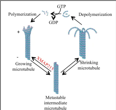 Figure 1. Polymerization (assembly) and depolymerization  (disassembly) of MTs is driven by the binding, hydrolysis, and  exchange of a guanine nucleotide on the β-tubulin monomer