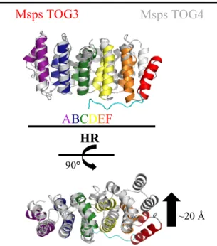 Figure 6. TOG4 is structurally divergent. Msps TOG4  and Msps TOG3 aligned pairwise results in a 