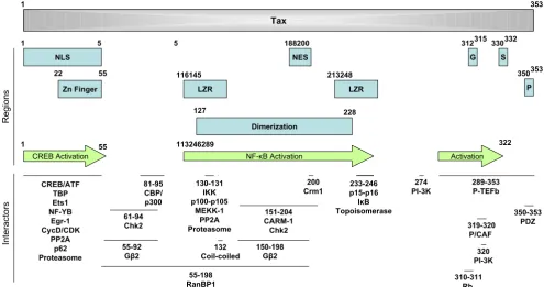 Figure 4Functional regions of Tax1 and interaction domainsFunctional regions of Tax1 and interaction domains