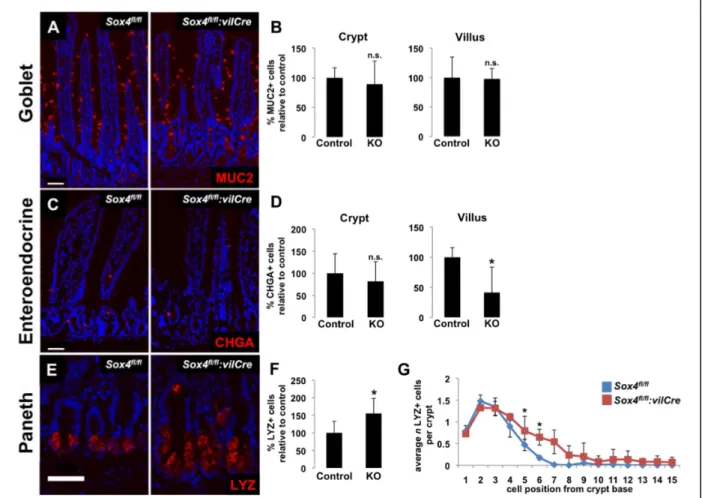 Figure 6. A-F) Example images of goblet, enteroendocrine, and Paneth cells with  quantification in crypt and villus