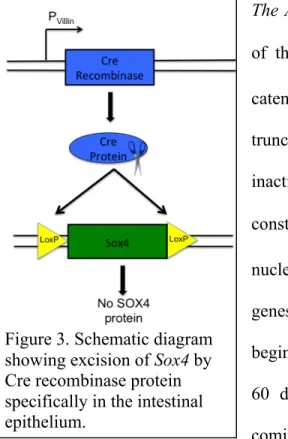 Figure 3. Schematic diagram  showing excision of Sox4 by  Cre recombinase protein  specifically in the intestinal  epithelium