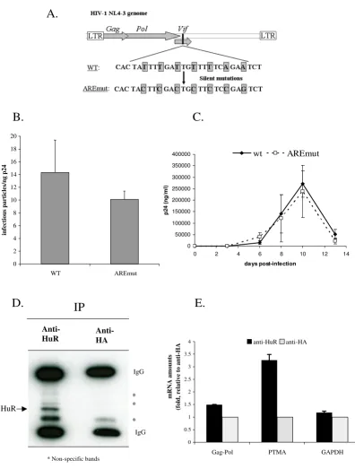 Figure 5HuR does not seem to bind to HIV-1 RNAthe AREmut virus. HuR does not seem to bind to HIV-1 RNA