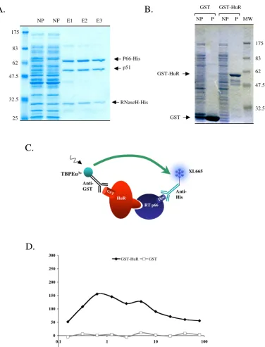 Figure 2The HIV-1 RT heterodimer interacts directly with GST-HuRerodimer. NP: non purified, NF: non fixed, E1–E3: elutions