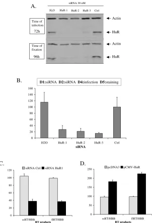 Figure 3HuR is involved in the early steps of HIV-1 replication cycleHuR is involved in the early steps of HIV-1 replication cycle