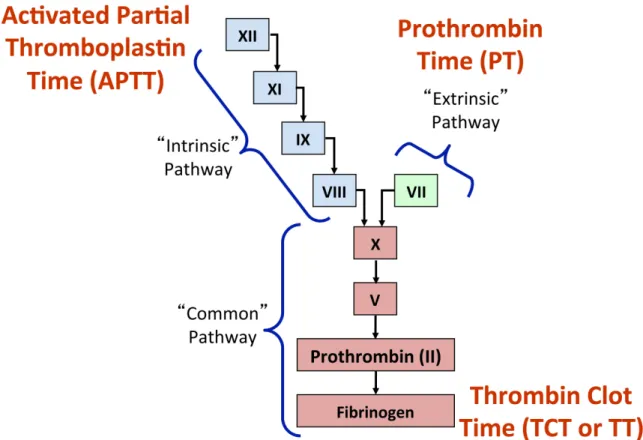 Figure 2. Division of coagulation into the cascade model. Each Roman numeral  represents a serine protease or cofactor that is activated during coagulation and in turn 