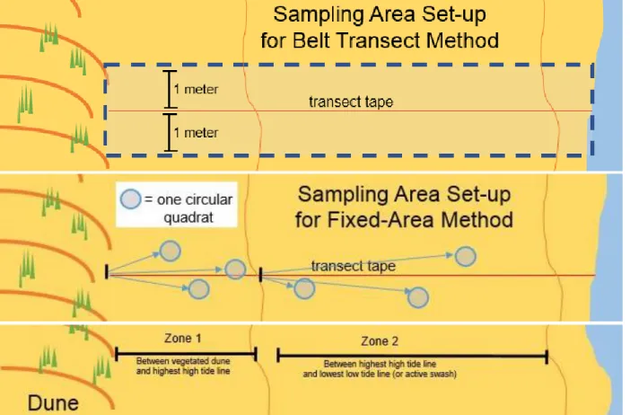 Figure 4: Diagram of beach sampling area setup for both the Belt Transect (top) and Fixed-Area (bottom)  methods