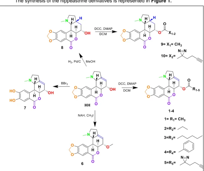 Figure 2. Scheme denoting the preparation and structures of the hippeastrine derivatives  synthesized