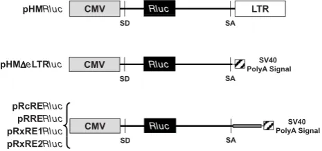 Figure 1Structure of plasmids used to determine RNA exportsplice donor (SD) and acceptor (SA) sites