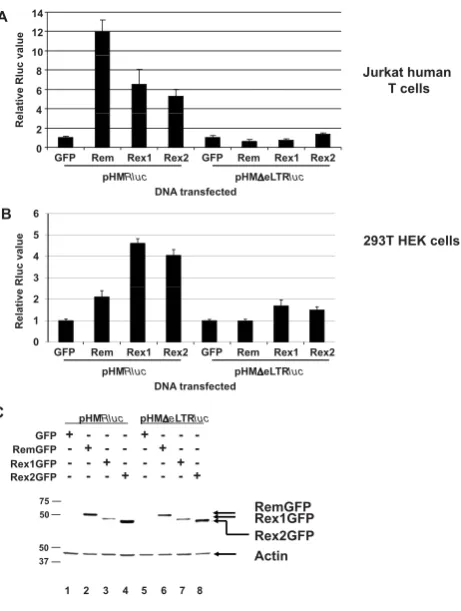 Figure 4Activity of HTLV Rex1 and Rex2 on MMTV RmRE-A293T cells. Values are reported as in Figure 2, except thatRex1GFP or Rex2GFP expression plasmids were used.CRex
