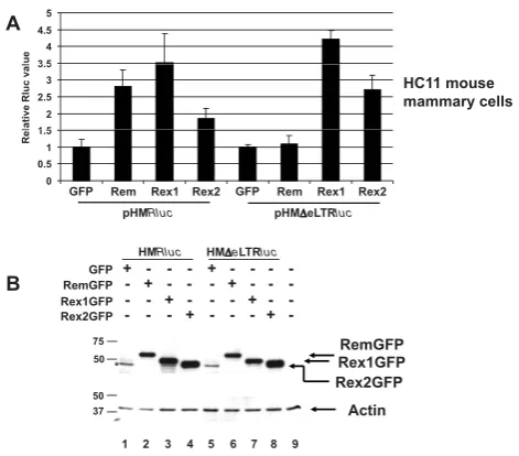 Figure 6Activity of HERV-K Rec on a reporter plasmidcontaining the MMTV RmRE in human and mousecells