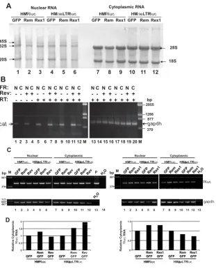 Figure 7Fractionation experiments indicate that Rev and Rex have little effect on export or stability of unsplicedindicated in Methods to show that the reactions were performed in the linear range
