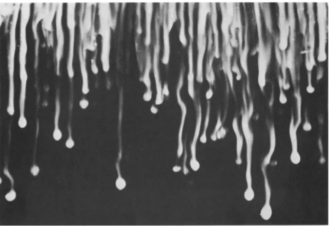 Figure 1: A field of salt fingers formed by setting up a stable temperature gradient and pouring a salt and fluorescein solution on top [3], [4].