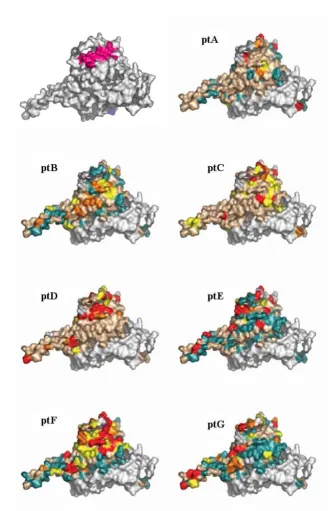 Figure 2dN/dS score visualization on the surface of gp120 (the 'silent' face of the molecule)depicted in yellow, residues that interact both with CD4 and IgGb12 are displayed in green colour (modified from Zhou et al, gp120 (pdb code 2B4C) using a color gr