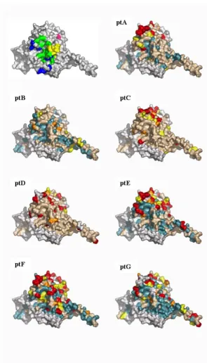 Figure 3dN/dS score visualization on the surface of gp120 (the internal portion and the CD4 binding region)molecular surface of gp120 (pdb code 2B4C) using a color grade scale