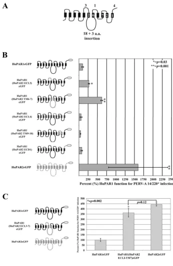 Figure 7domain 6 and 7 (TM6–7), contribute to the increased functionFiner mapping of HuPAR2 residues 170–448 reveal that extracellular loop 3 (ECL3), and the region spanning transmembrane Finer mapping of HuPAR2 residues 170–448 reveal that extracellular l