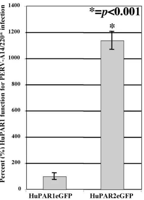 Figure 2In vitro PERV SU-IgG binding by HuPAR1 and HuPAR2required (360 a.a.) or full-length (440 a.a.) PERV-A envelopes