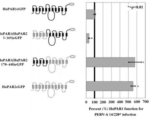 Table 1: PERV-A lacZ pseudotype infectious titers of HuPAR2 constructs QLH(108–110)KPY, L109P and H110Y.