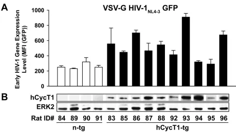 Figure 6does not correlate with hCycT1 steady-state levelsEarly HIV-1NL4-3 gene expression in infected T-cells from individual hCycT1-tg rats is variable, and the degree of enhancement Early HIV-1NL4-3 gene expression in infected T-cells from individual hC