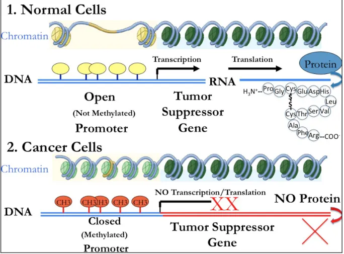 Figure 1. Representation of the relationship between DNA methylation and cancer. DNA  methylation, represented by an orange circle on top of a vertical line, involves the addition of a  methyl group at the C position of CG sequences