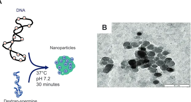 Figure 1 (A) Schematic illustration of nanoparticle formation, and (B) transmission electron microscopy image of dextran-spermine-plasmid DNA nanoparticles.Note: The concentration of plasmid DNA is 10 µg/mL.