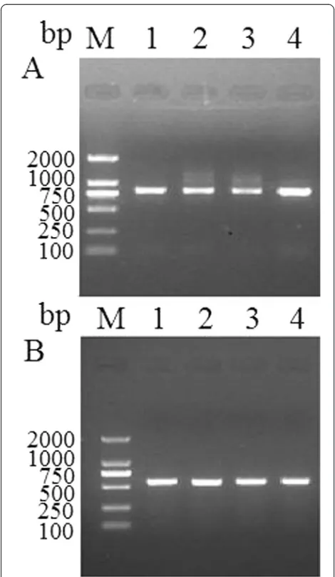 Figure 4 RT-PCR analysis of Tspst gene transcript atdifferent stages.the Tspst genedevelopmental stages