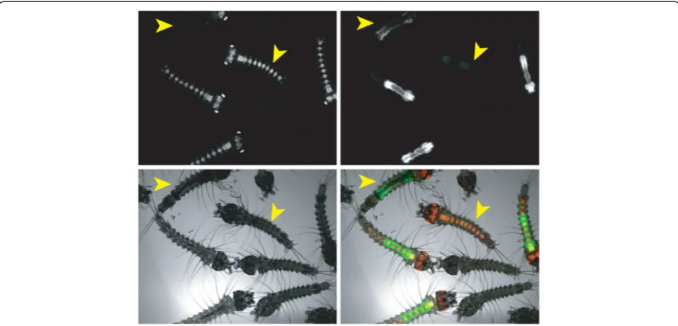 Figure 1 Sex-specific expression of the Dsx-GFP transgene. A mix of wild-type and heterozygous DSX first instar larvae observed under afluorescence microscope with a 5x objective