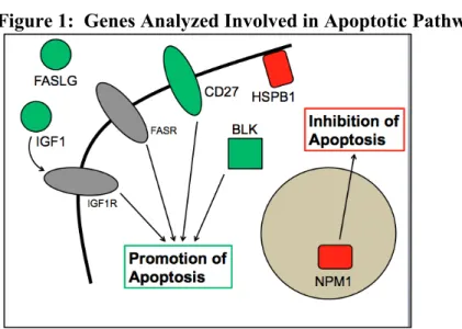 Figure 1:  Genes Analyzed Involved in Apoptotic Pathways 
