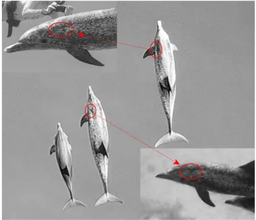 FIGURE 1. Individual dolphins are recognizable by spot patterns and body features. Such features are  compared between drone and underwater images, allowing verification of individuals in drone video