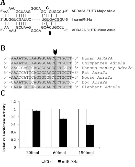 Figure 1: Specifications of miR-34a binding to ADRA2A and experimental assessment of  functional binding