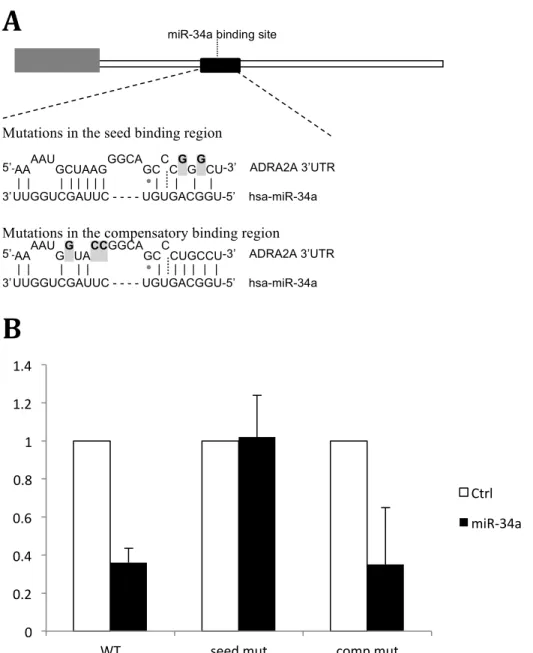 Figure 2: Specificity of miR-34a binding shown using mutation of compensatory and seed  regions