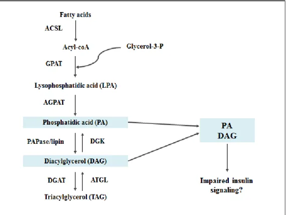Figure 2.  Enzymes and lipid intermediates of the GPAT pathway.  Fatty acids enter the GPAT pathway, eventually being 