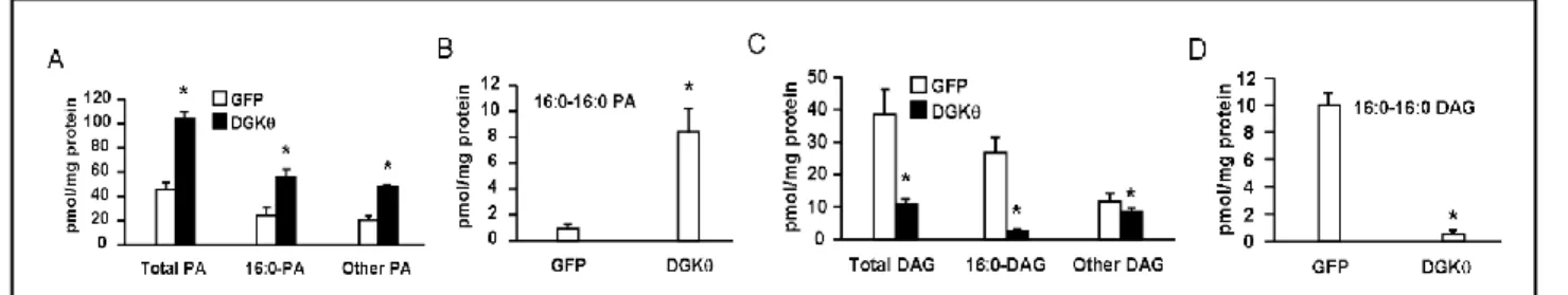 Figure 5.  DGKθ overexpression increased cellular content of PA, and decreased cellular content of DAG