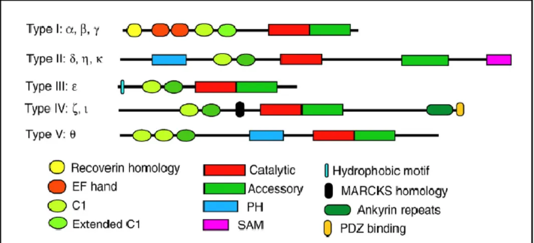 Figure 6.  Structures of ten mammalian DGK isoforms classified into five types.  DGKθ is the only type V isoform