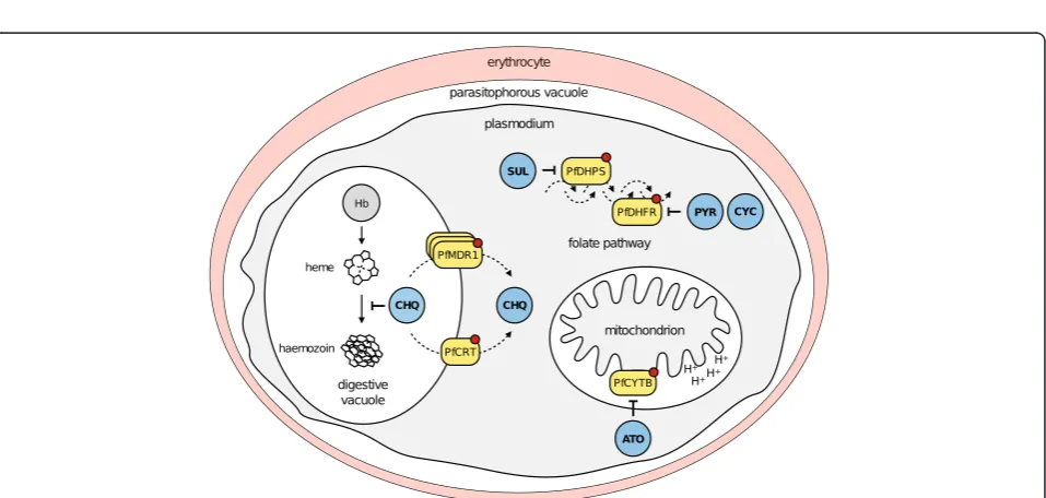 Figure 1 Resistance risk assessment workflow. The resistance risk assessment workflow encompasses three goals: cross-resistancedetermination (goal I), de novo resistance selection frequency determination (goal II), and resistance mode-of-action determinati