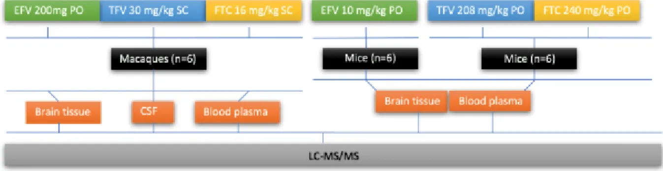 Figure 1: Schematic Representation of the Study Design 