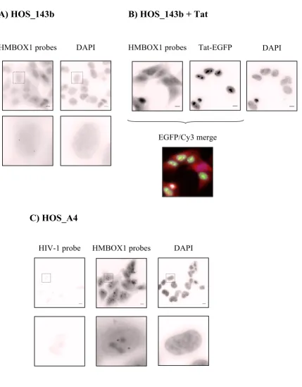 Figure 5HMBOX1 large field image (bar = 10 the HIV probe is due to silencing of the gene without Tat (left panels)