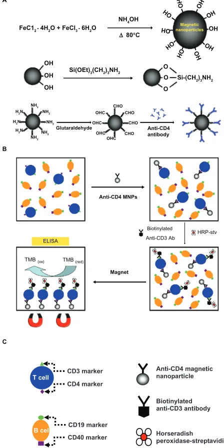 Figure 1 (A) Synthesis of MNPs and immunofunctionalized MNPs. (B) The schema illustrates the process for detection of specific T helper cells using two biomarkers: immunofunctionalized MNPs for immunoseparation and the ELISA technique for detection