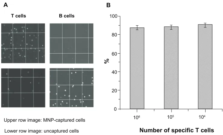 Figure 5 (A) Optical microscopic images indicating the specificity of immunofunctionalized MNPs for the T helper cells during magnetic separation and (B) a bar chart indicating the separation efficiency of immunofunctionalized MNPs at various T cell counts.Abbreviation: MNPs, magnetite nanoparticles.